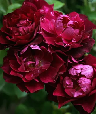 Наслаждайтесь уникальными фотографиями розы кардинал хьюм