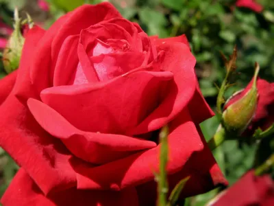 Фото розы Роза кардинал: размер S, формат jpg