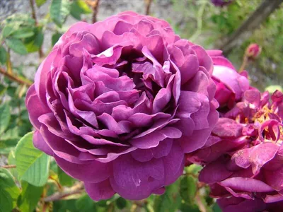 Фотография цветка Роза кардинал: размер XL, формат jpg