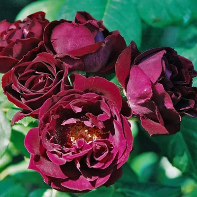 Фотка розы кардинал в формате png