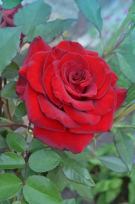 Роза кардинал на фото размером S в формате jpg