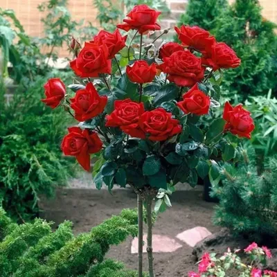 Фотка розы кардинал: размер L, формат jpg