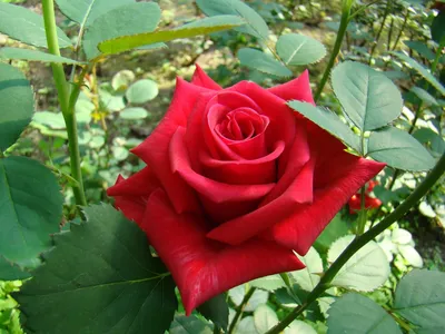 Фотография розы Роза кардинал: размер L, формат webp