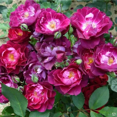 Фото розы Роза кардинал скачать в формате webp