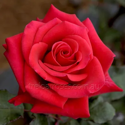 Картинка розы Роза кардинал с возможностью загрузки в формате png