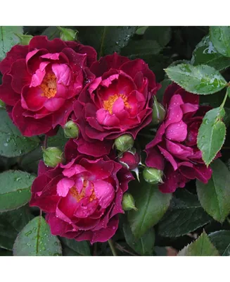 Фотография розы Роза кардинал размером M в формате webp