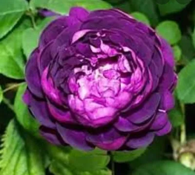 Фотка розы Роза кардинал размером L в формате jpg