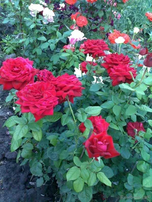 Картинка розы Роза кардинал: размер XL, формат jpg