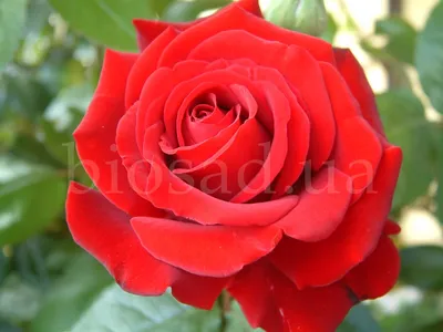 Фотография розы Роза кардинал в формате jpg