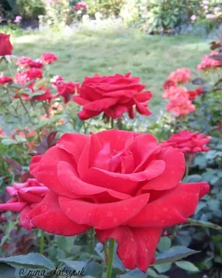 Картинка розы Роза кардинал с возможностью загрузки в формате png