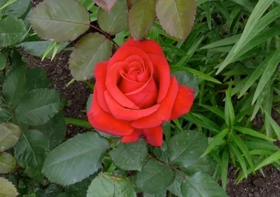 Изображение розы Роза кардинал в формате png