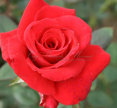 Фото розы кардинал в формате webp