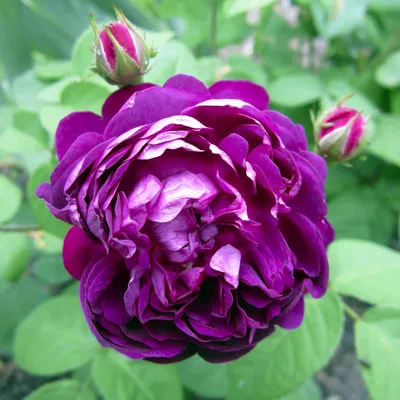Фото розы Роза кардинал скачать в формате webp
