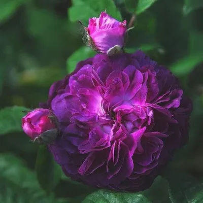 Изображение розы Роза кардинал размером S в формате jpg