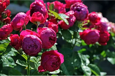 Фотография розы Роза кардинал размером M в формате webp