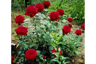 Изображение розы кардинал в формате png