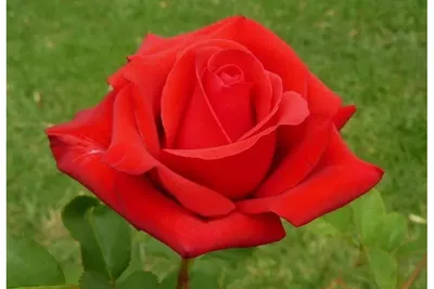 Фото цветка Роза кардинал: размер S, формат jpg