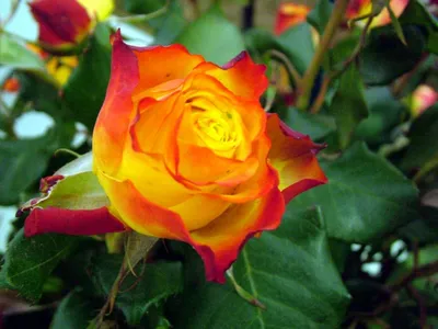 Фотография красивой розы Карибии для создания романтических открыток