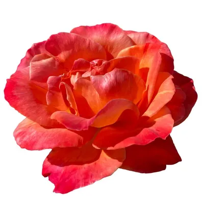 Фотки розы Карибии в высоком качестве для вашего блога или социальных сетей