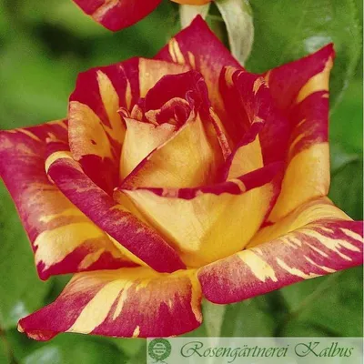 Великолепные фотографии розы Карибии для декорирования вашего дома
