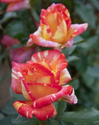 Прекрасные картинки розы Карибии для использования в рекламных брошюрах