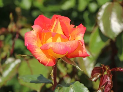 Загрузите красивые фото розы Карибии в формате jpg