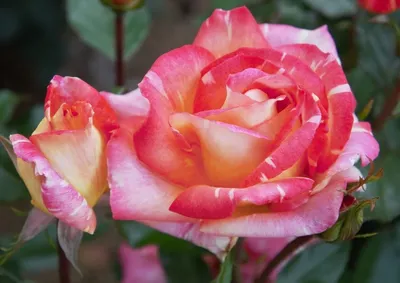Удивительные изображения розы Карибии в разных форматах для скачивания