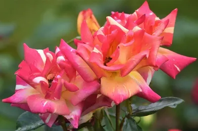 Красивые фотки розы Карибии в форматах jpg, png и webp для вашего проекта