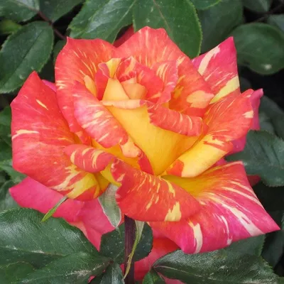 Уникальные картинки розы Карибии в разных размерах и форматах