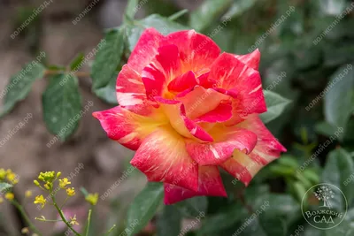 Великолепные фото розы Карибии для использования как обои на рабочем столе