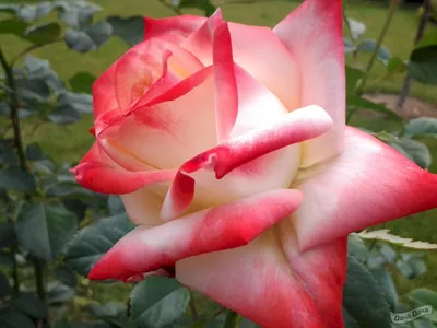 Прекрасные изображения розы Карибии, чтобы поделиться с друзьями