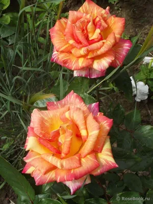 Великолепные изображения розы Карибии в высоком разрешении