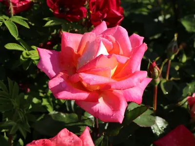 Красивые фотки розы Карибии для создания уникальных открыток и подарков