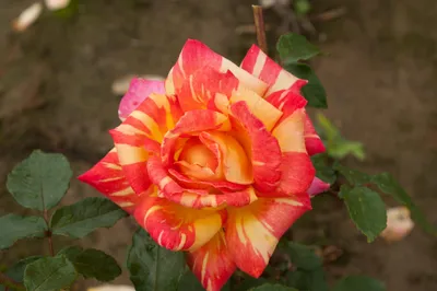 Фотографии розы Карибии в разных стилях и ракурсах