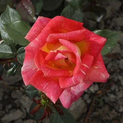 Удивительные картинки розы Карибии в разных форматах для сохранения
