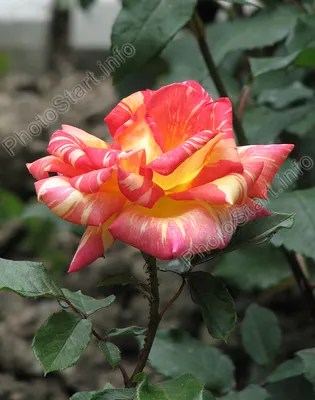 Загрузите фото розы Карибии в качестве памятной картинки