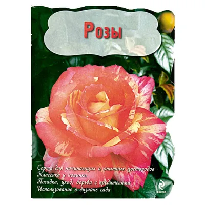Фотография розы Карибии, чтобы украсить ваш фотоальбом или коллекцию