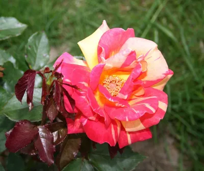 Фотографии прекрасной розы Карибии в разных ракурсах