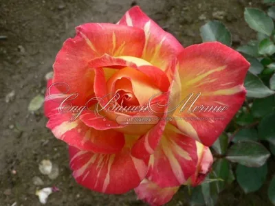 Удивительные изображения розы Карибии для оформления вашего веб-сайта
