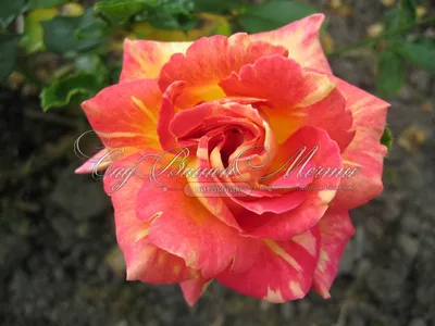 Качественные фото розы Карибии в форматах jpg, png и webp