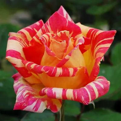 Насладитесь красотой розы Карибии на своем экране