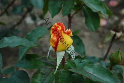 Фотографии прекрасной розы Карибии для вдохновения
