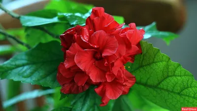 Уникальная красота розы каркаде на фото