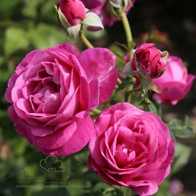 Красивая роза кармен: фото в высоком качестве