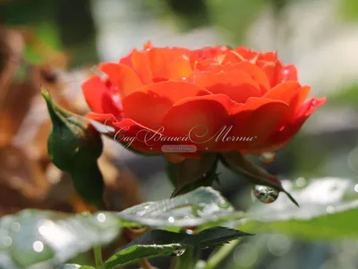 Красивая роза кармен: фото высокого качества