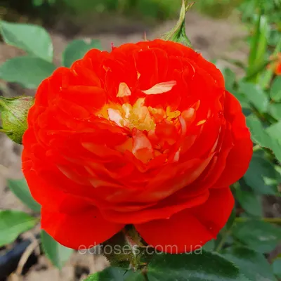 Роза кармен: фото доступно для скачивания в различных форматах