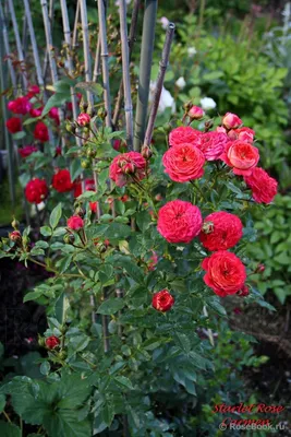 Красивая роза кармен: фотография высокого качества