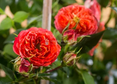 Роза кармен: фото для скачивания в различных форматах