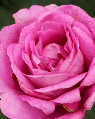 Фото розы кармен: изображение доступно для скачивания в png