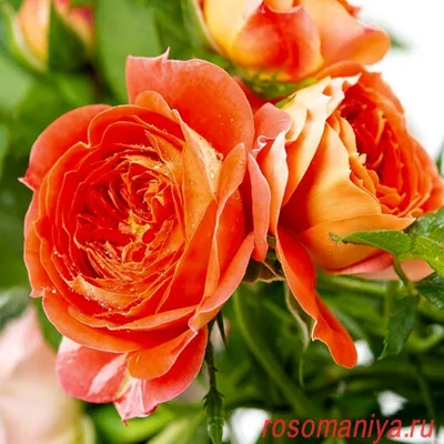 Фотка розы кармен: выберите нужное разрешение для загрузки
